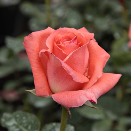 Rosa  Sonia Meilland® - růžová - Stromkové růže s květmi čajohybridů - stromková růže s rovnými stonky v koruně